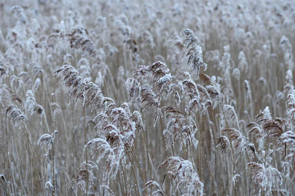 Marshland Med Vass Täckt Rime Frost — Stockfoto