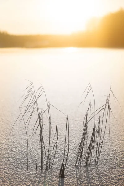 Vass Snön Vid Vacker Solig Vinter Solnedgång — Stockfoto