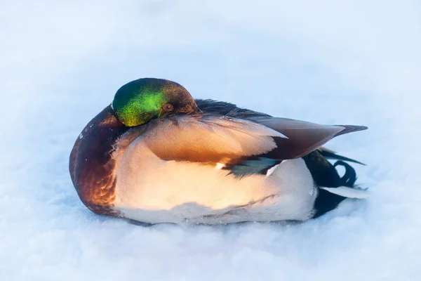 Male Mallard Resting Snow Cold Winter — Stock Photo, Image
