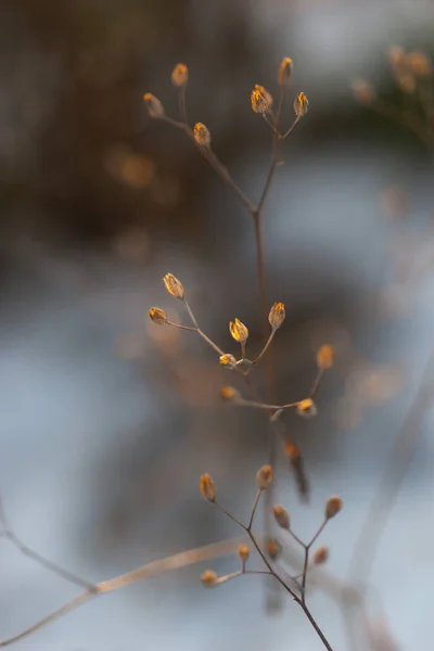 Droge Plant Blauwe Lucht Reflecterend Winter Avondzon — Stockfoto