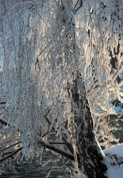 スカンジナビア川の前の低い冬の日差しの中で雪と霜を伴うバーチの木 — ストック写真