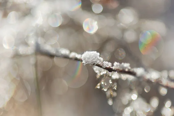 Primo Piano Cristalli Ghiaccio Piccolo Ramo Nella Soleggiata Giornata Invernale — Foto Stock