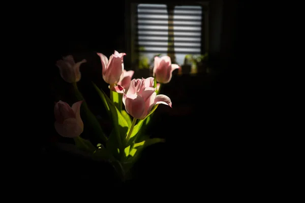 Back lit pink tulips on black, with window in background