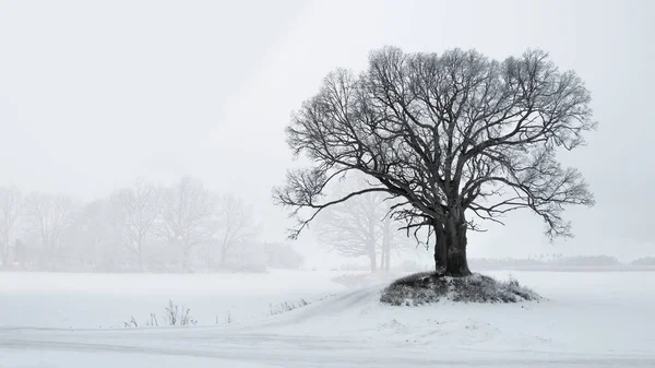Bare Old Oak Tree Small Road Foggy Winter Landscape Copyspace — Stock Photo, Image