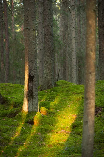 Rolig Scene Med Skandinavisk Nåleskov Det Sidste Lave Lys Før - Stock-foto