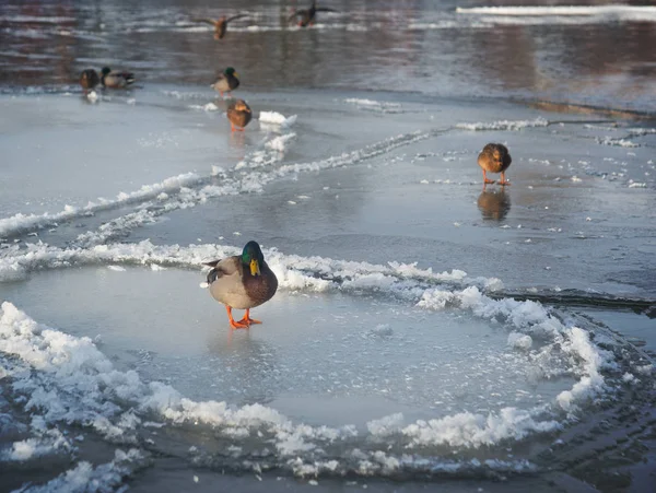 Mallards Wilde Eenden Dunne Ijscirkels Pan Ice Koude Zonnige Winterdag — Stockfoto