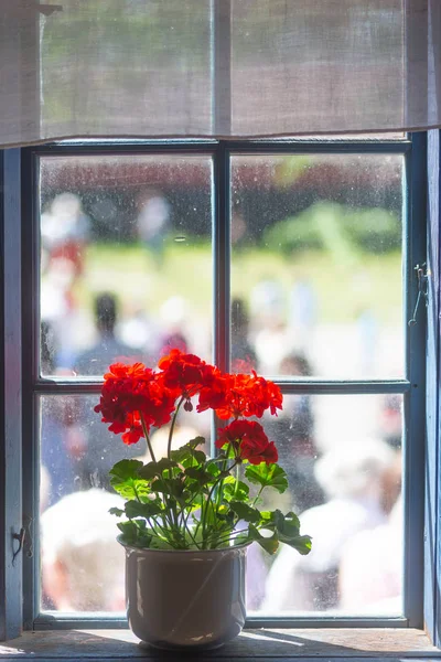 red geranium in white pot on window ledge of vintage window with people outside on sunny day