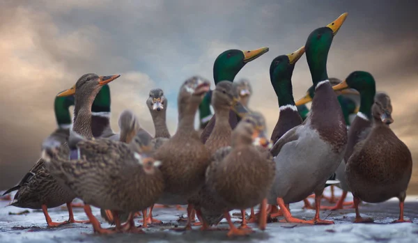 Ett Gäng Hungriga Gräsänder Vild Ankor Vintern — Stockfoto