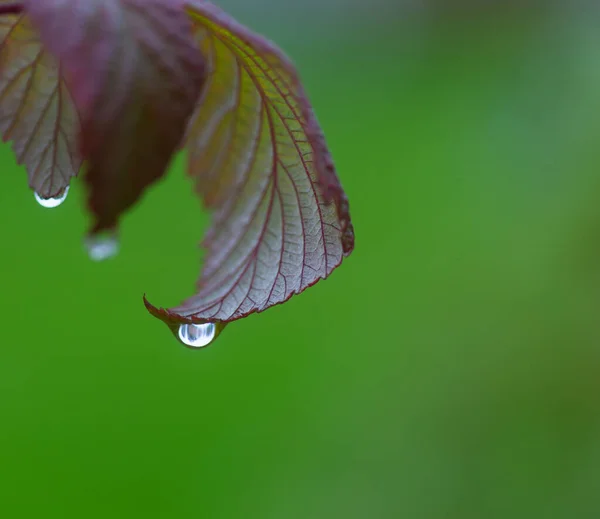 가을에 나뭇잎 떨어지는 물방울의 부드러운 — 스톡 사진
