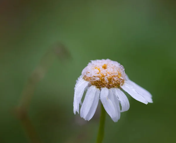 Fiore Bianco Con Cristalli Ghiaccio Dopo Primo Gelo Autunno Sfondo — Foto Stock