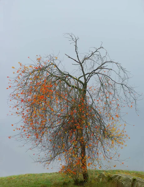 秋の暗い空にカラフルな葉や裸の枝を持つ木 — ストック写真