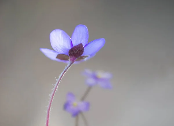 Widok Tyłu Purpurowy Kwiat Anemonu Gładkim Tle — Zdjęcie stockowe