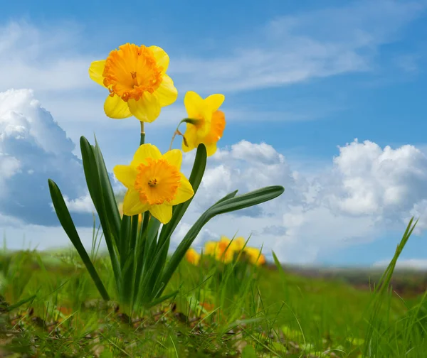 Gelbe Narzissen Frühling Strahlend Blauen Himmel — Stockfoto