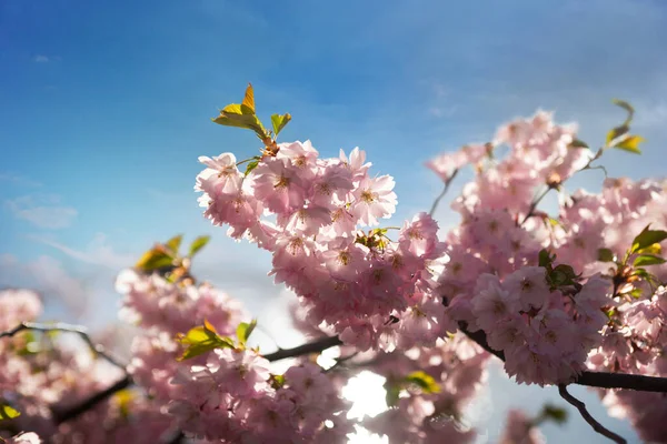 Flores Cereja Rosa Branca Céu Azul Primavera — Fotografia de Stock