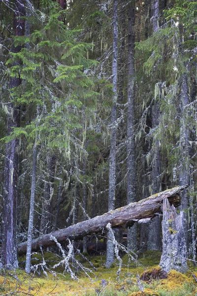 Caduto Antico Albero Sempreverde Una Fitta Foresta Selvaggia Incontaminata Parco — Foto Stock