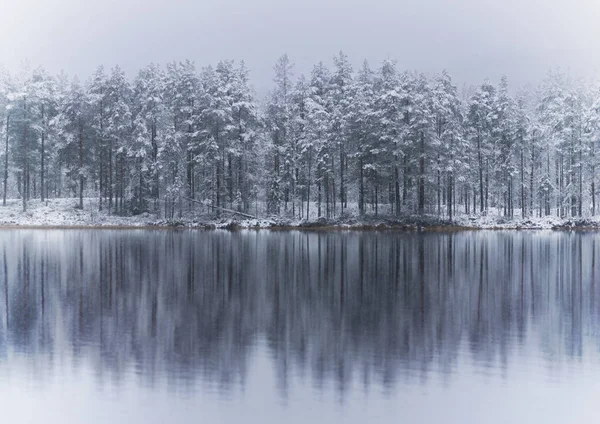 Coniferous Trees Winter Reflected Water Thin Ice River Lake — Stock Photo, Image