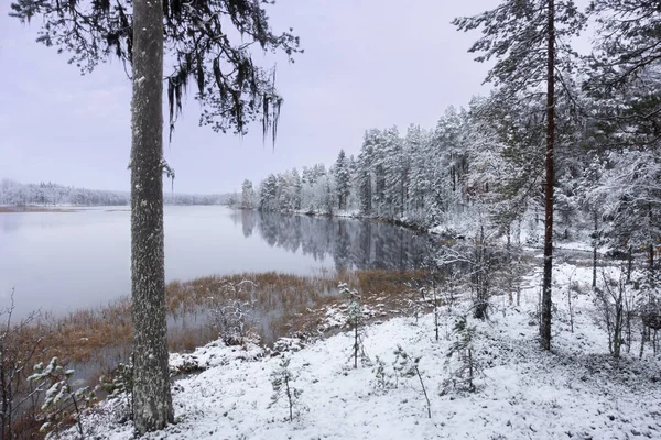 Dennenboom Met Schimmel Winterlandschap Met Paarse Lucht Rivier Naaldbomen Bedekt — Stockfoto