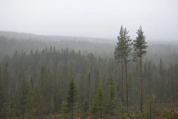 Naaldbomen Sombere Grijze Mistige Dag Het Wilde Bos Scandinavië — Stockfoto