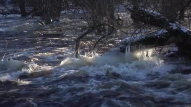 Tree in river, with sunlight visible through transparent icicles
