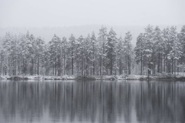 Kışın kozalaklı ağaçlar, sulara, nehirlerin ince buzlarına ya da göllere yansıyor.