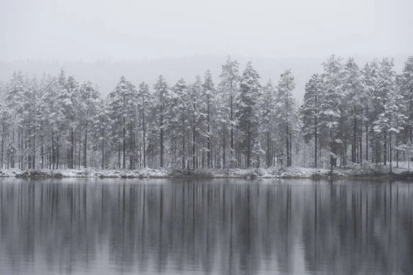 Árboles Coníferas Invierno Reflejados Agua Hielo Delgado Del Río Lago —  Fotos de Stock