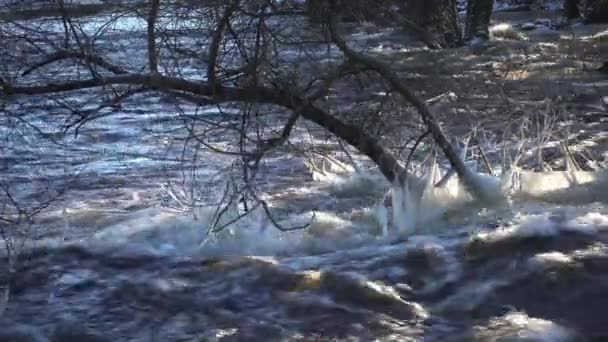 Baum Fluss Eiszapfen Baumeln Fließenden Wasser — Stockvideo