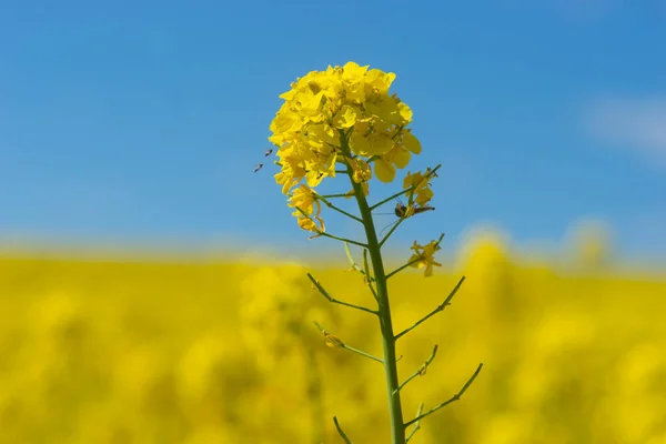 Close Rapeseed Oil Plant Some Bugs Field Bright Sunny Day — Stock Photo, Image