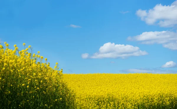 Hermoso Paisaje Con Campo Plantas Aceite Colza Cielo Azul Brillante — Foto de Stock