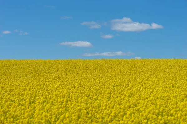 Krásná Krajina Řepkovým Olejem Pole Rostlin Jasně Modré Obloze — Stock fotografie