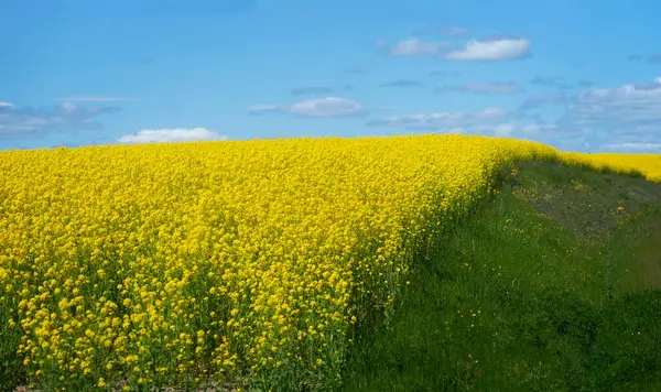 Schöne Landschaft Mit Rapsölpflanzenfeld Strahlend Blauen Himmel — Stockfoto