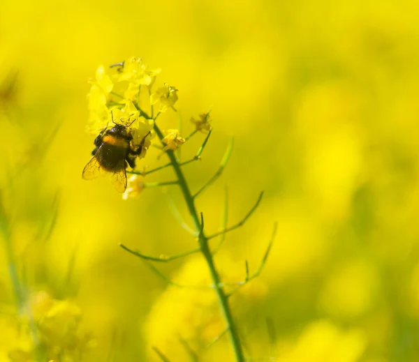 Close Bumblebee Rapeseed Oil Plant Yellow Field — Stock Photo, Image