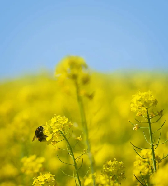 Bumble Bee Sulla Pianta Olio Colza Campo Giallo Sul Cielo — Foto Stock