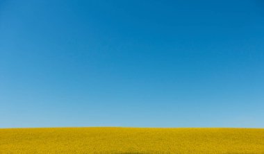 Açık mavi gökyüzünde bol miktarda kopya içeren yağ çekirdeği tecavüz alanı.