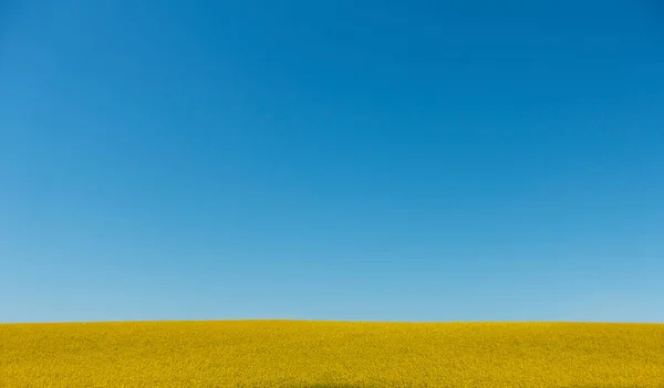 Campo Colza Semi Oleosi Cielo Blu Chiaro Con Sacco Copia — Foto Stock