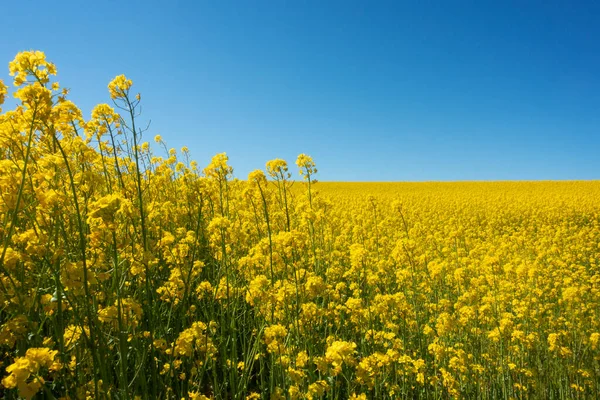 Oilseed Rape Field Clear Blue Sky Close Some Plans Foreground — Stock Photo, Image