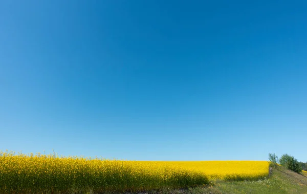 Campo Colza Oleaginosa Cielo Azul Claro Con Montón Copia Spece — Foto de Stock