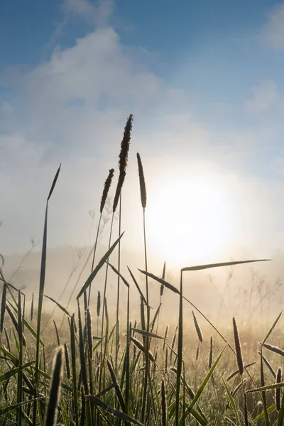 陽射しを反射する水の滴で青空の早朝霧の中で草を照らし — ストック写真