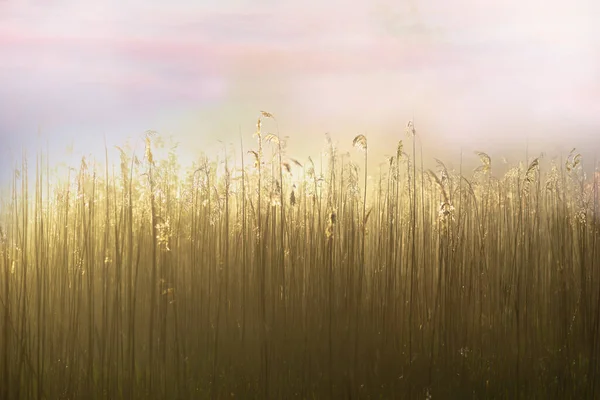 Reeds Céu Roxo Brilhante Insunny Manhã Nebulosa — Fotografia de Stock