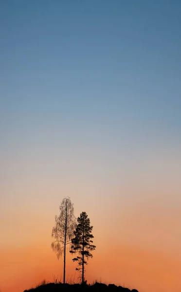 オレンジと青空の小さな丘の上に一本の裸の白樺の木と一本の松の木が夕日 — ストック写真