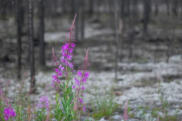 Géranium Des Bois Pourpre Aux Couleurs Vives Dans Forêt Après — Photo