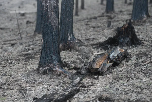 Detaily Černém Spáleném Lese Požáru — Stock fotografie