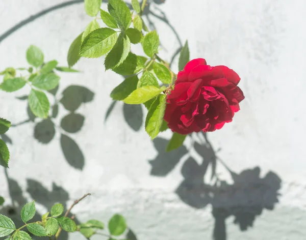 Rosa Roja Sombra Brillante Fundición Del Sol Pared Blanca — Foto de Stock