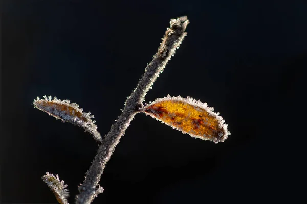 Twig Leaves Ice Crystals Dark Background — Stock Photo, Image