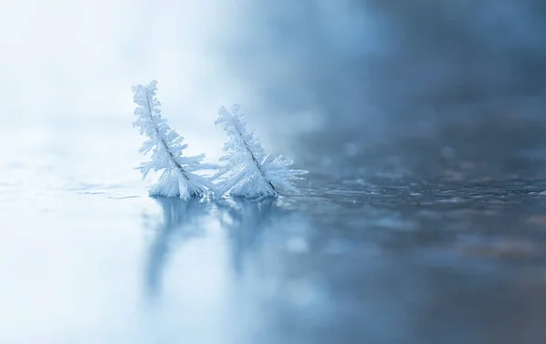 Prachtige Scherpe Ijskristallen Twee Twijgen Bevroren Meer — Stockfoto