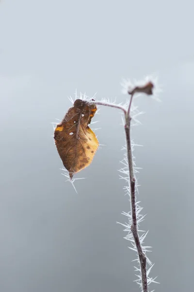 Nahaufnahme Von Braunen Und Gelben Blättern Mit Scharfen Eiskristallen — Stockfoto