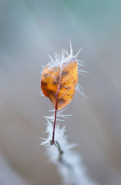 大きな氷の結晶を持つオレンジの葉 — ストック写真