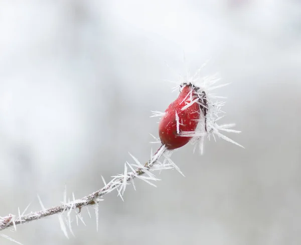 Hagebutte Mit Scharfen Eiskristallen Auf Spärlichem Hintergrund — Stockfoto