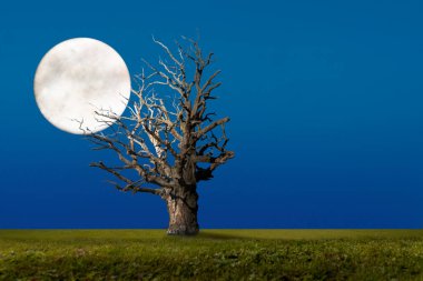 Gece vakti kocaman bir meşe ağacı ve koyu mavi gökyüzünde büyük bir ay.