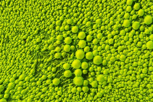 Achtergrond Met Close Van Groene Algen Het Meer — Stockfoto