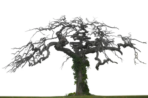 Sarmaşığa Tırmanan Çıplak Kuru Ağaç Beyaz Üzerinde Izole — Stok fotoğraf